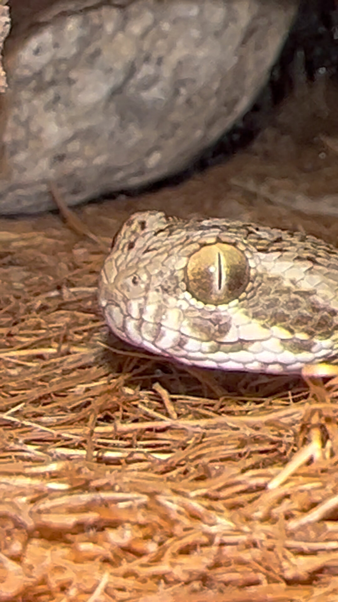 锯鳞蝰(echis carinatus)