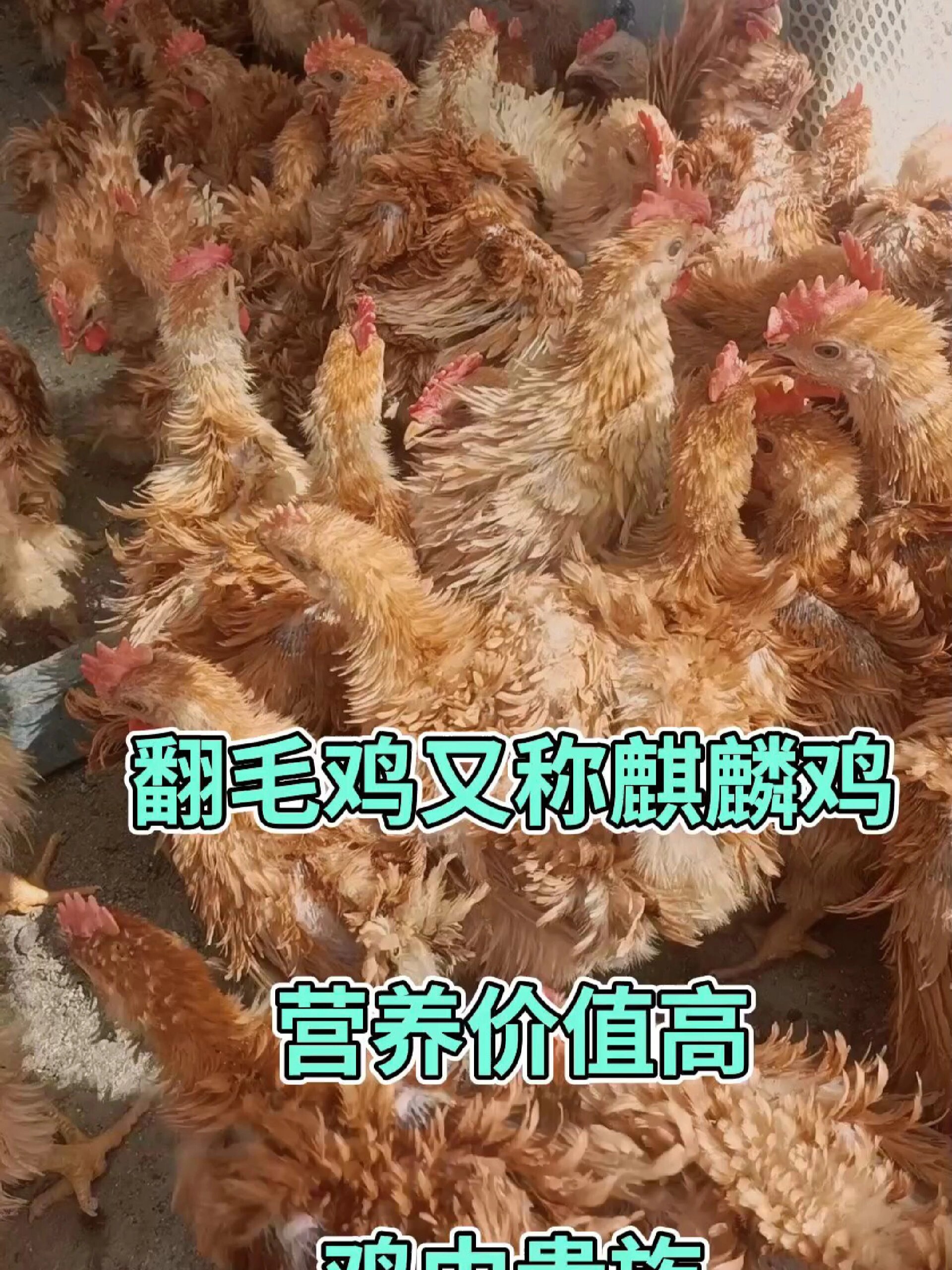 麒麟鸡图片大全大图图片