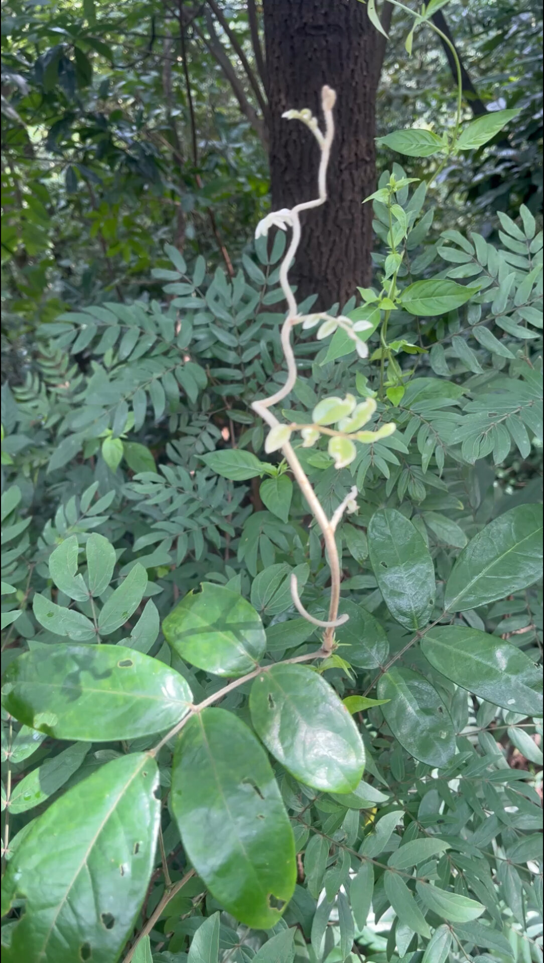 野生大叶牛大力