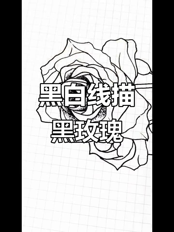 用钢笔绘制黑玫瑰,探索温柔与忠诚的魅力