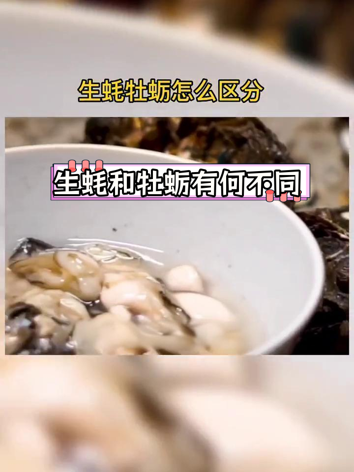 海蛎子和生蚝图片