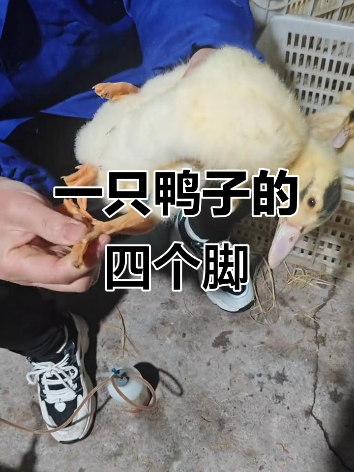 见过三只脚的鸭子,但四只脚的还是头一次见