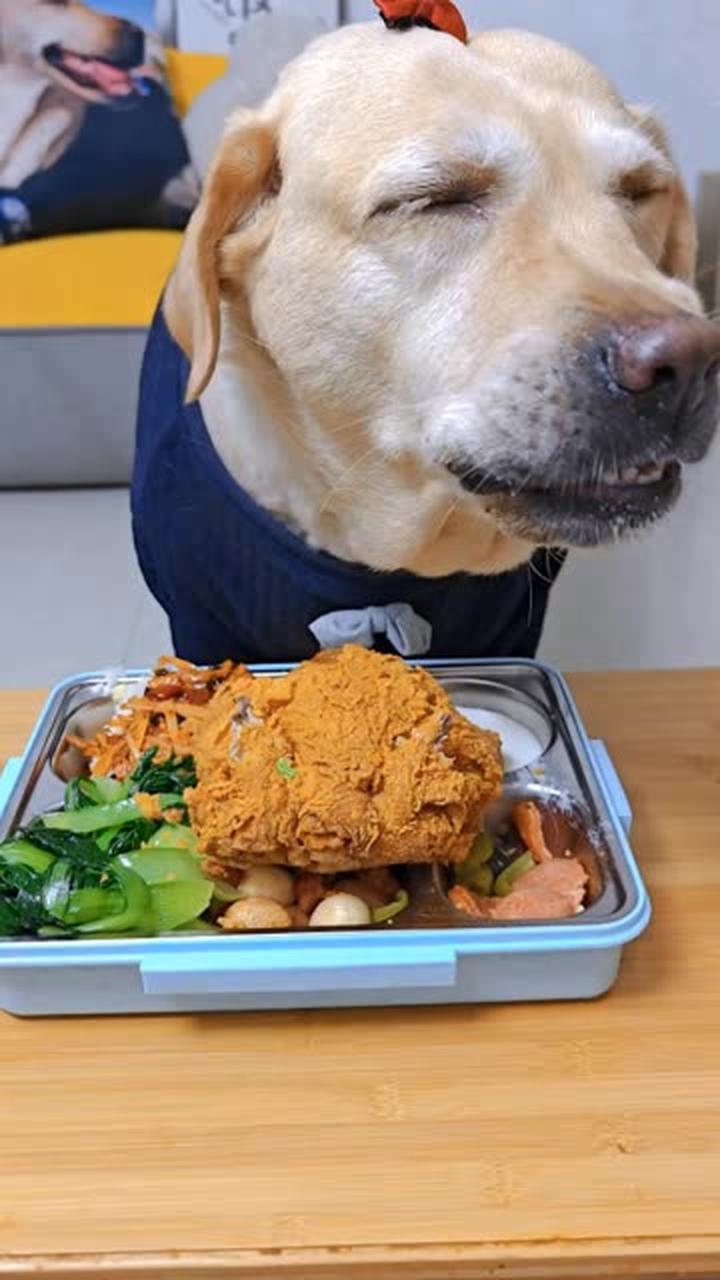 拉布拉多沉浸式吃饭,小狗食堂的干饭日常