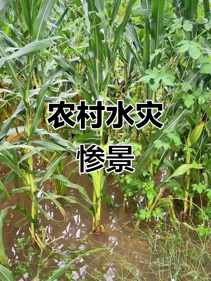 暴雨后的乡村景象:玉米被淹,农民生活艰难