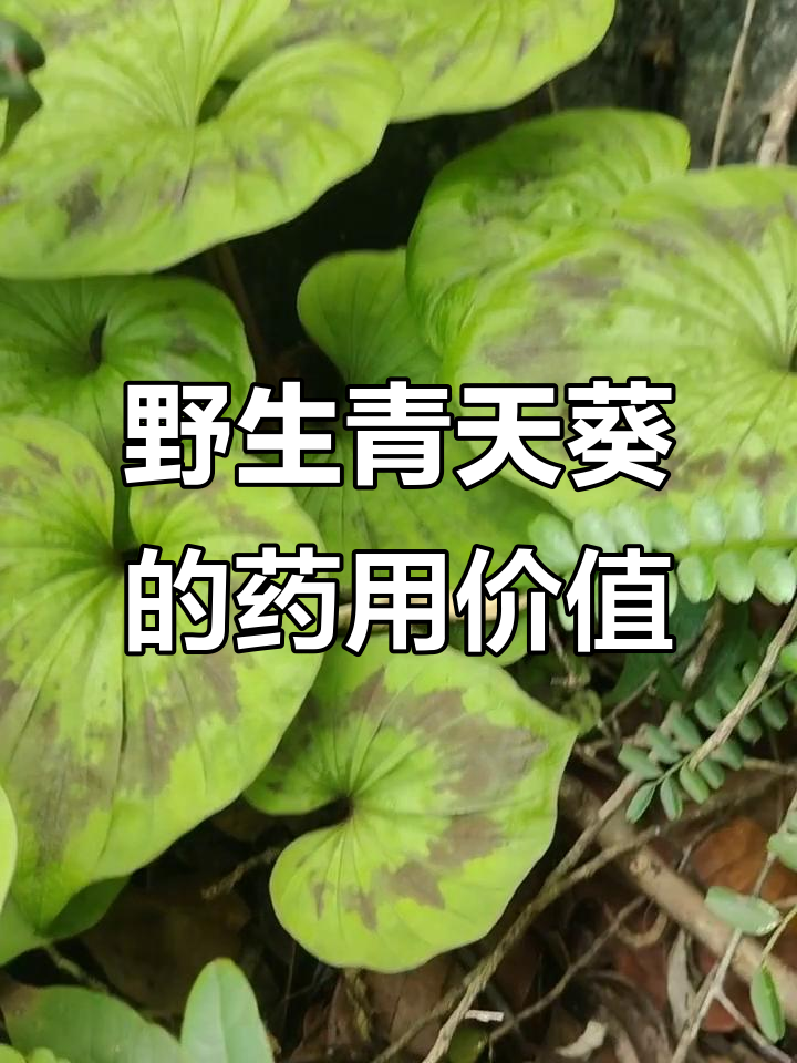 野生青天葵:大自然的神奇药材,民间草药宝藏