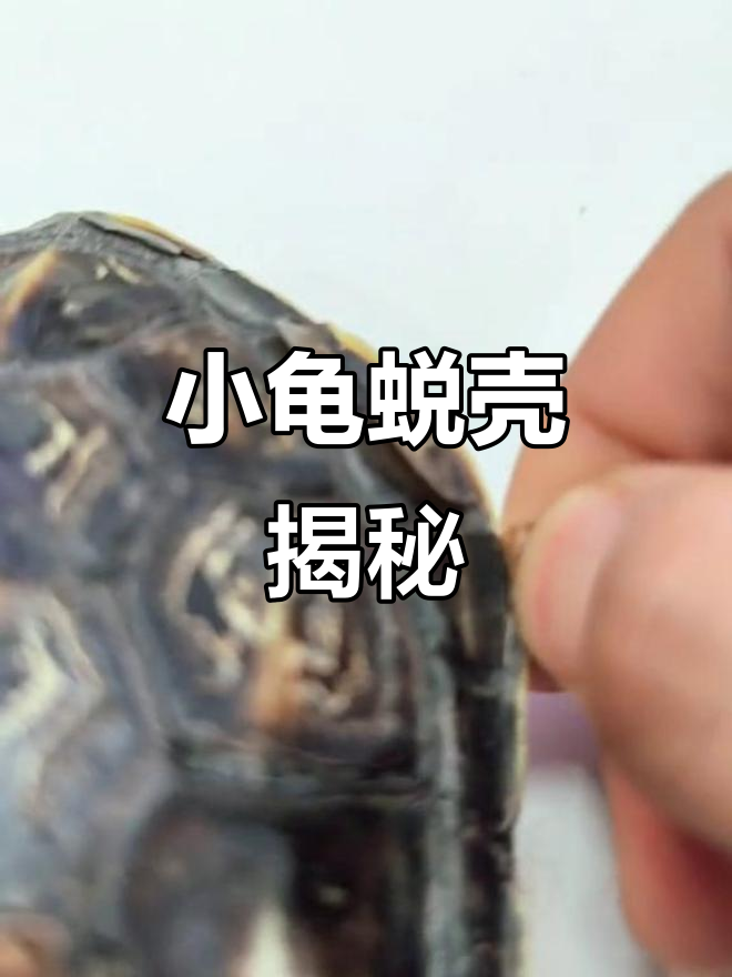 乌龟蜕壳全过程,你猜它有多重?