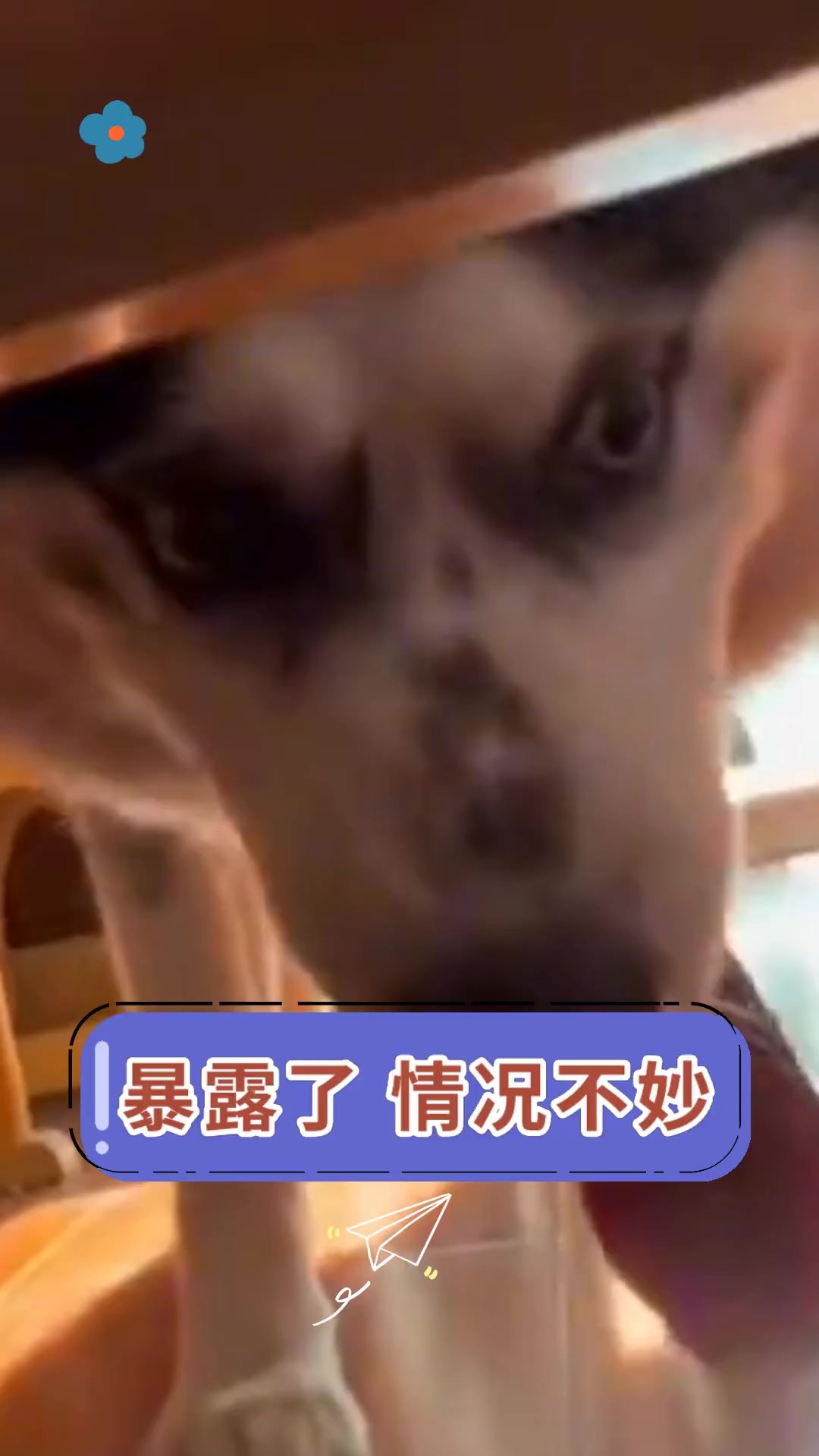 暴露了,情况不妙