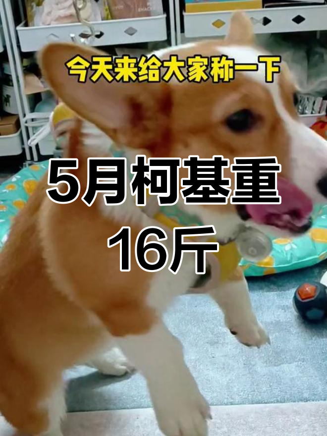 五个月柯基体重大揭秘,从九斤到十六斤的变化