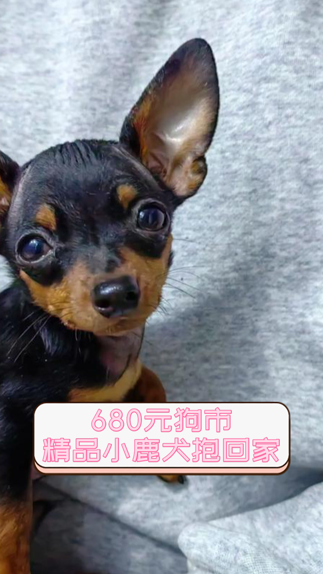 680元狗市,精品小鹿犬抱回家