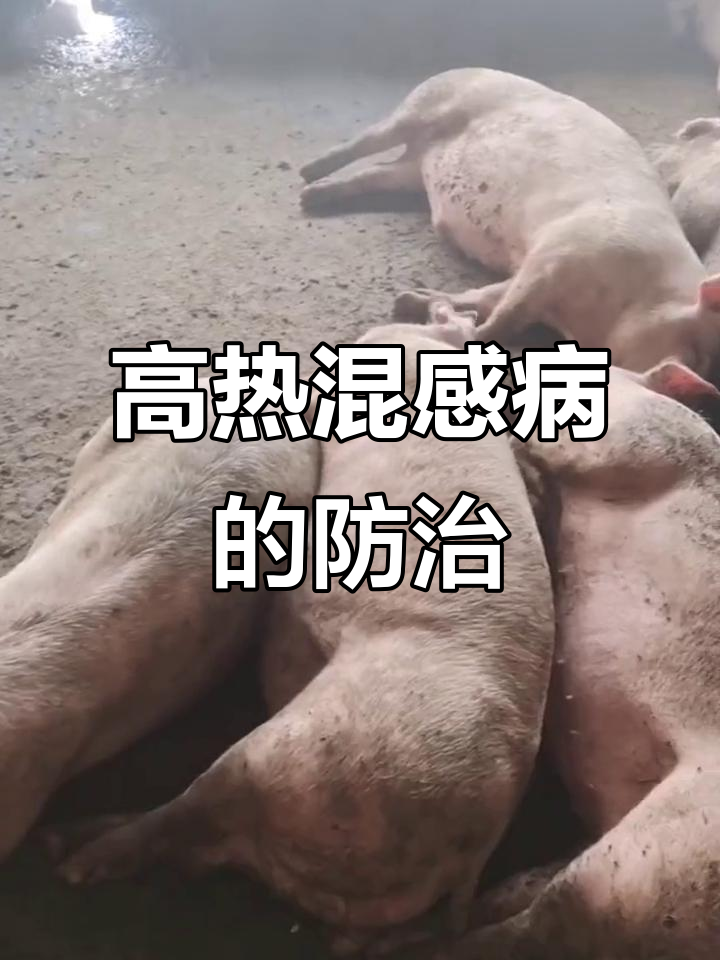 猪混感高热病症状与防控技巧,蓝耳引发高烧不退