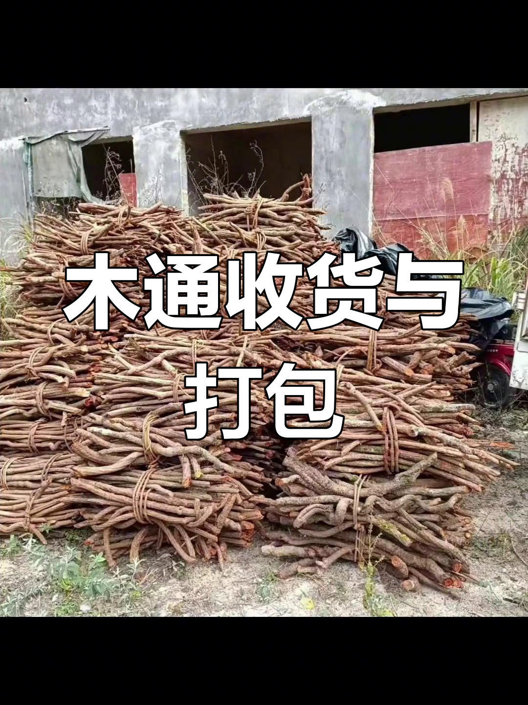 农村木通收购与打捆技巧,规格详解