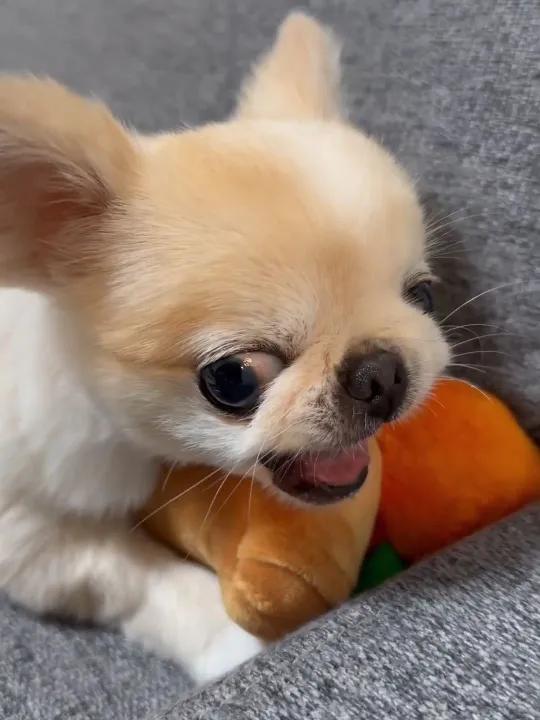 狗狗屈服:在主人的抚摸下 狗狗品种:吉娃娃&京巴混血 视频来源:本视频