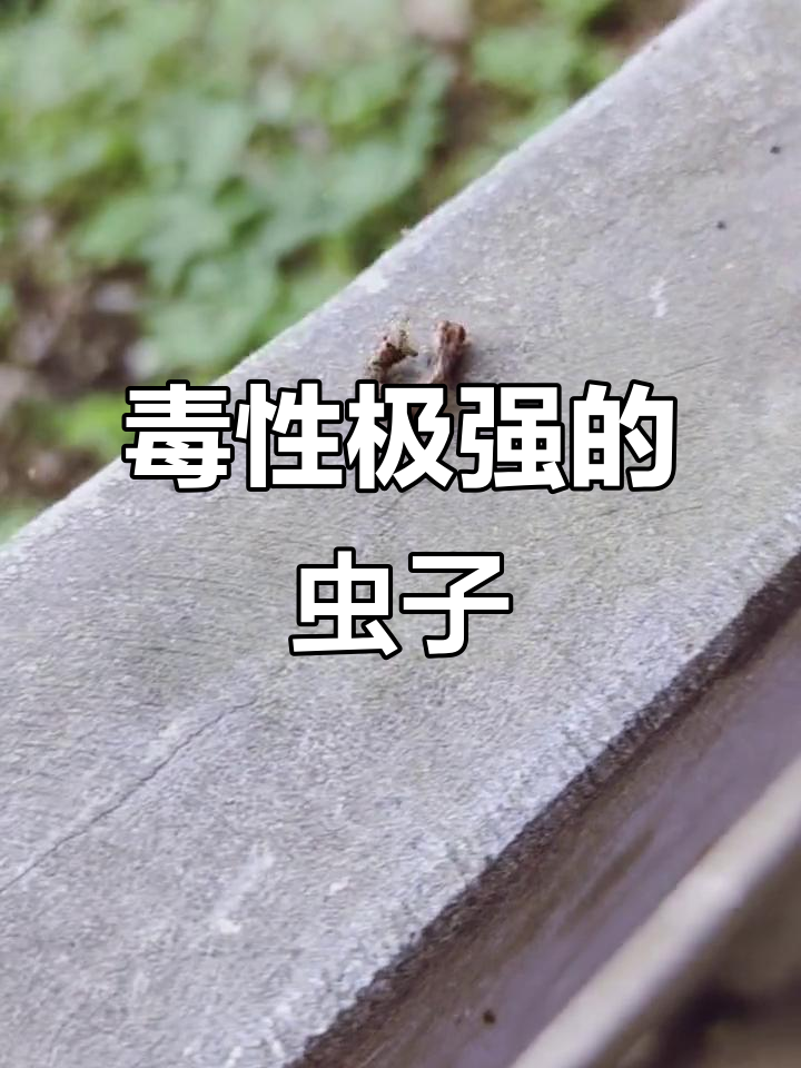 木头虫,外形伪装成木头的毒物,触碰即致命