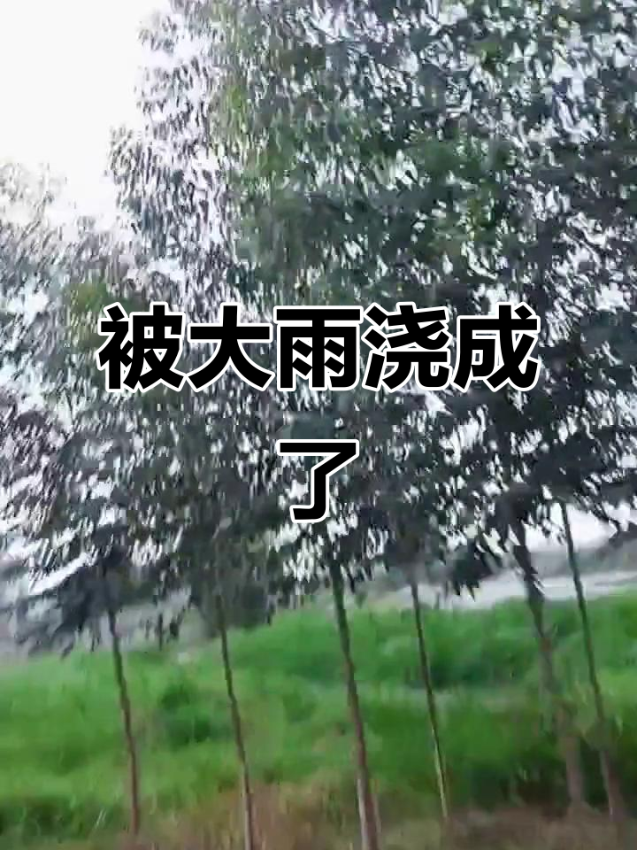 雨太大,被淋成落汤鸡!