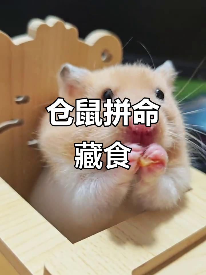 仓鼠藏食物能有多努力?看它如何拼劲全力
