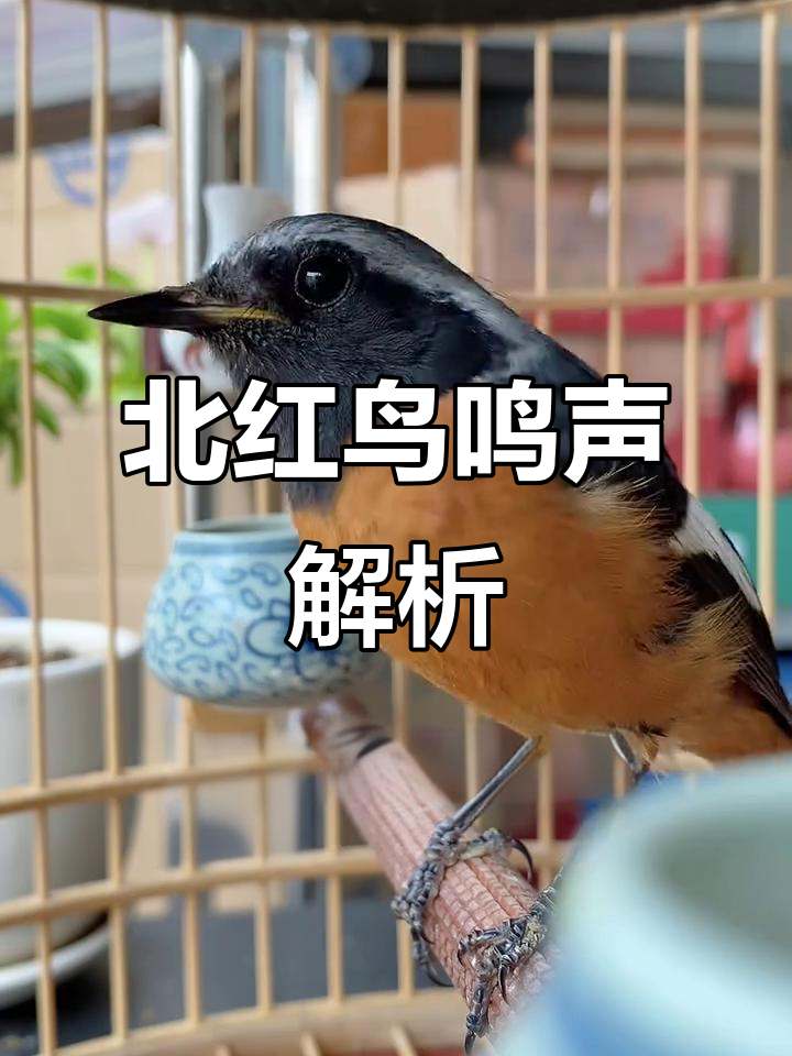 神奇北红鸟叫声大揭秘,抖音上的神秘动物