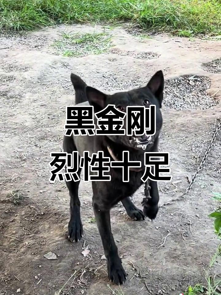 经典黑金刚,宝塔尾公狗勇猛无比