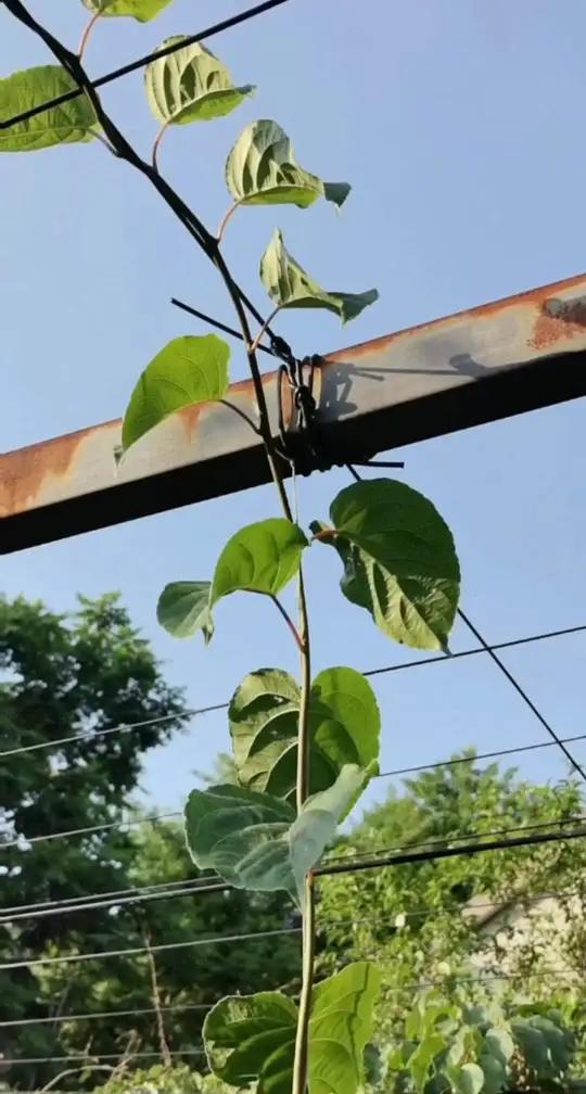 软枣猕猴桃架面下打尖 软枣猕猴桃架面下打尖,培养一面爬龙形干方法