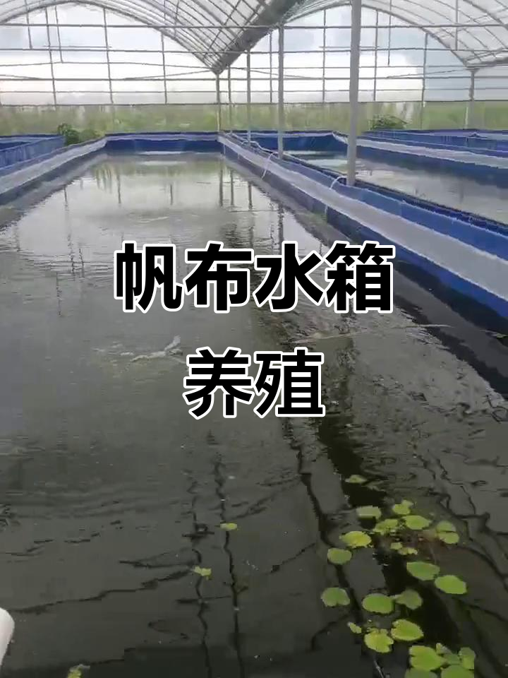 帆布能养水产吗的简单介绍 帆布能养水产吗的简单

先容
（帆布可以养鱼吗） 水产