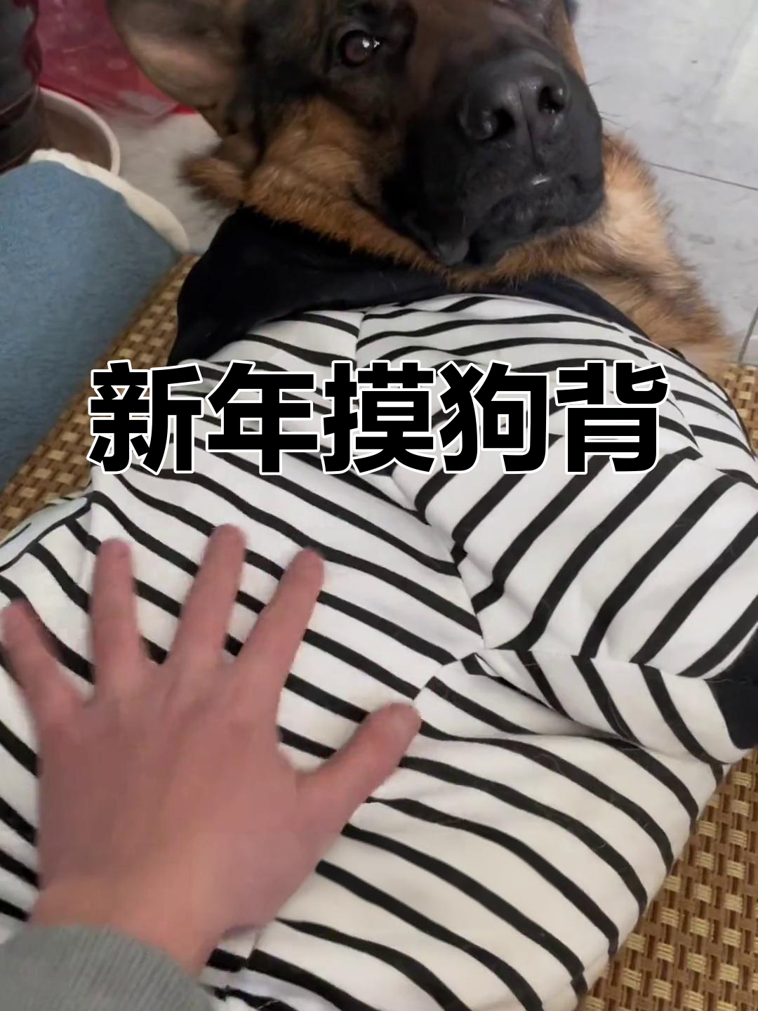 生肖狗在兔年的运势如何(生肖狗在兔年的运势如何呢)