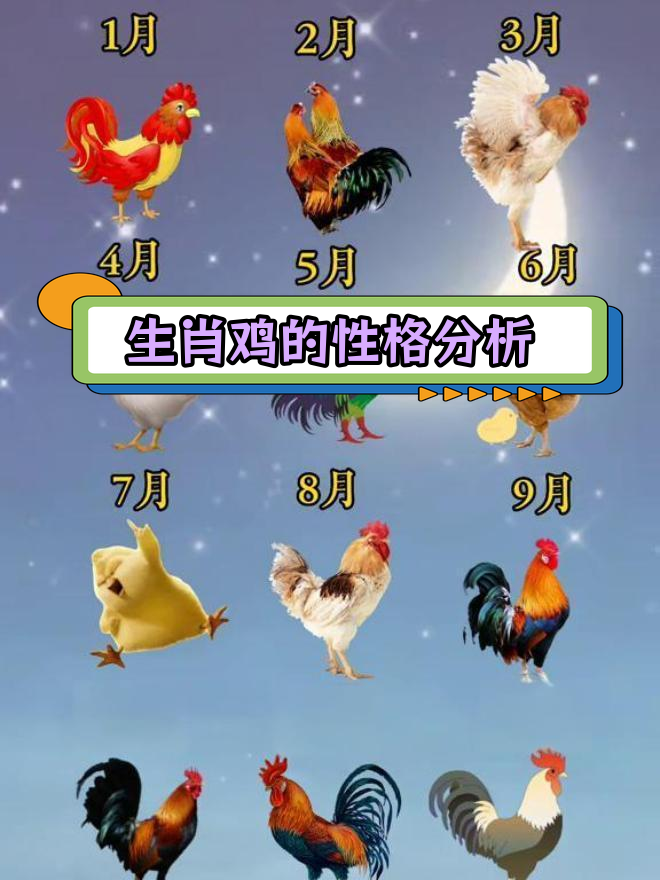 十二生肖属鸡运势榜(十二生肖鸡运程)