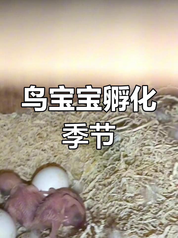 虎皮鹦鹉怀孕多久生蛋图片