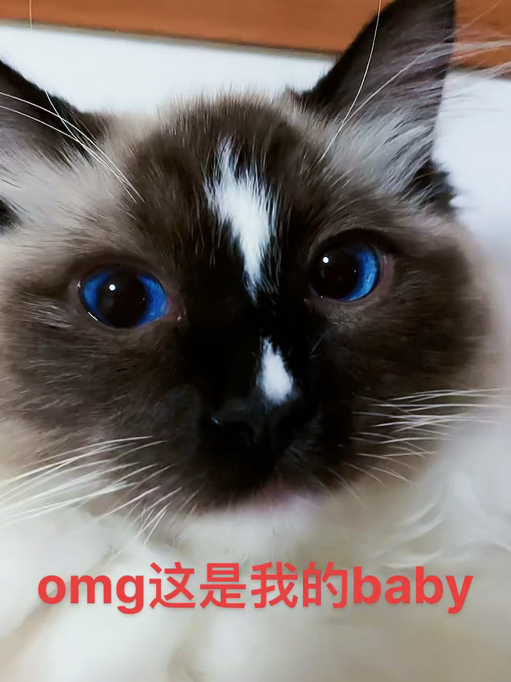 流星手套布偶猫图片图片