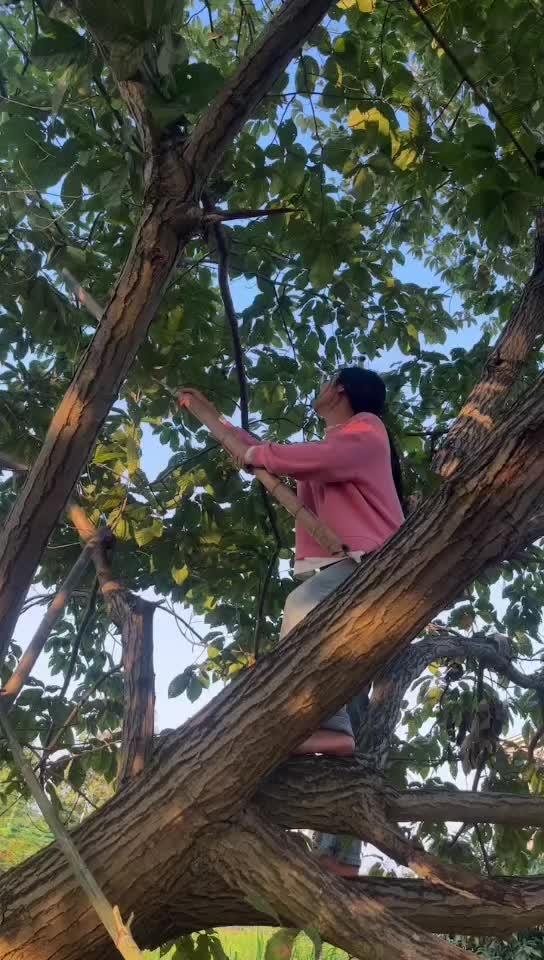 爬树高手 摘果子 我的乡村生活 摘板栗