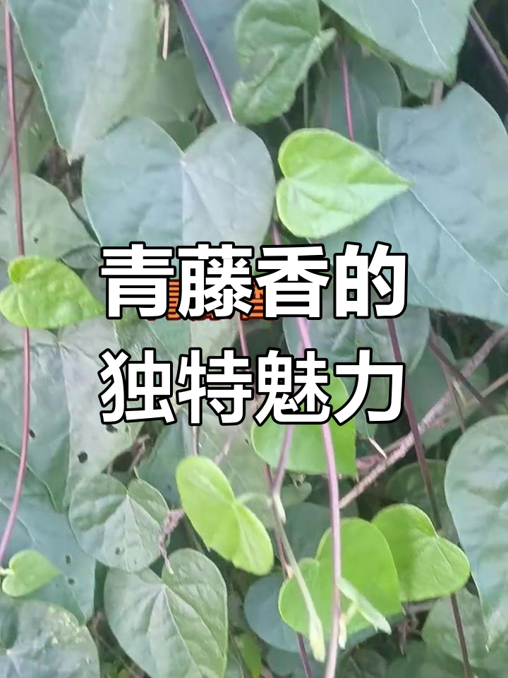青藤香:头心形叶子与美丽花朵的神奇药材