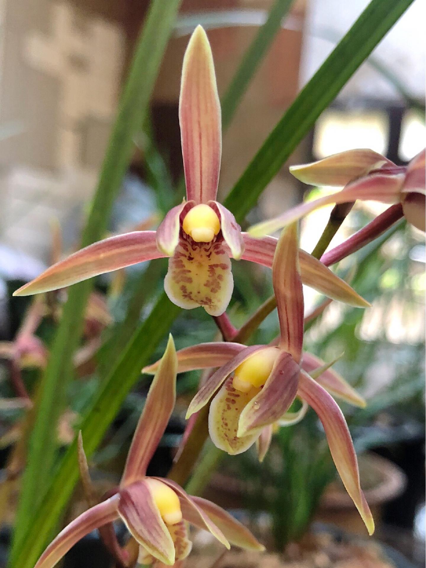 秋香变冬香,这棵花开了一次,还有花没开,难得冬日闻秋香,赏秋香 兰花