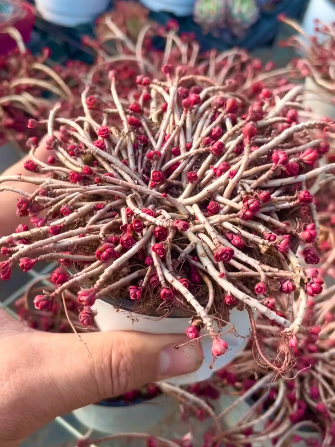 小球玫瑰锦气场太大忍不住再发一次反场