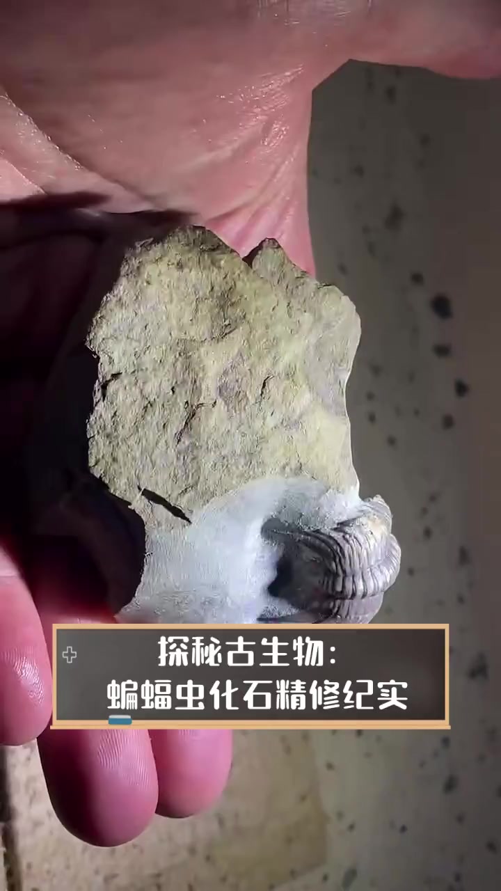 探秘古生物:蝙蝠虫化石精修纪实