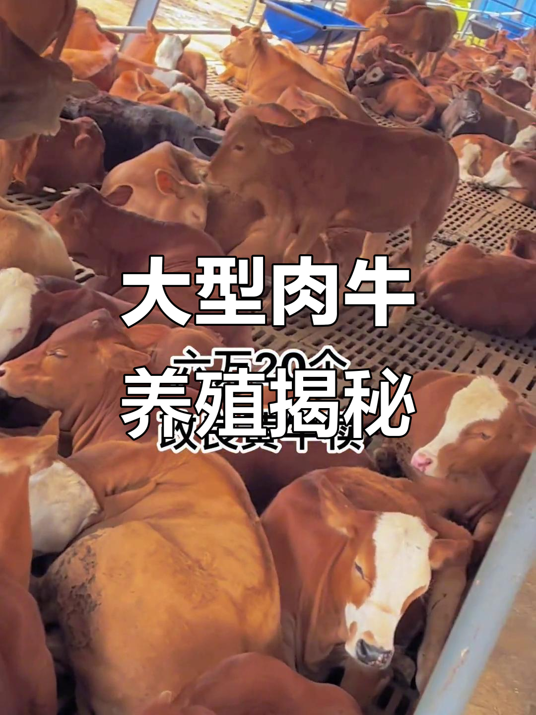 中国肉牛养殖现状(中国肉牛养殖现状如何)