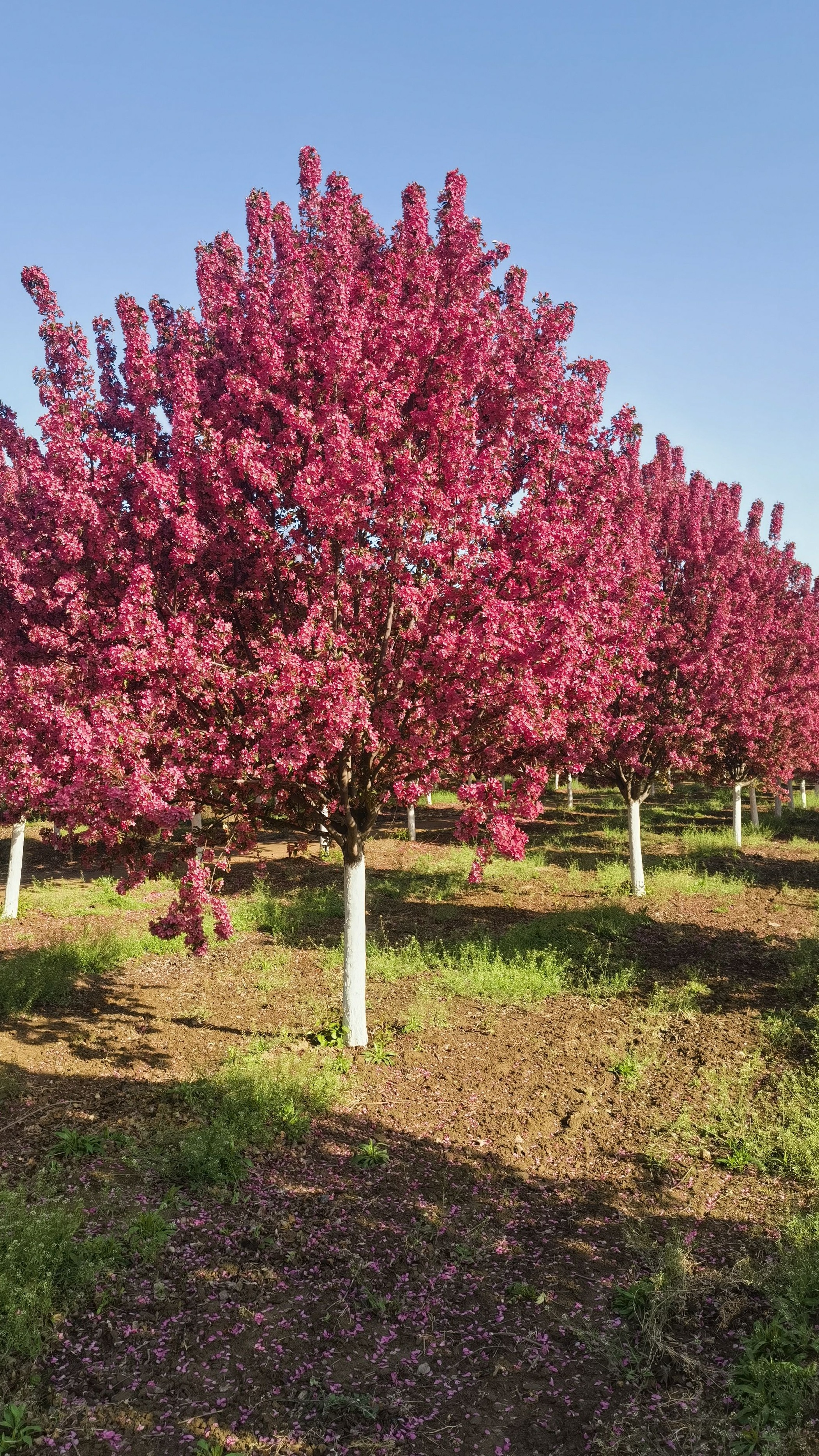 16-18公分绚丽海棠,大量现货,树干直树形优美