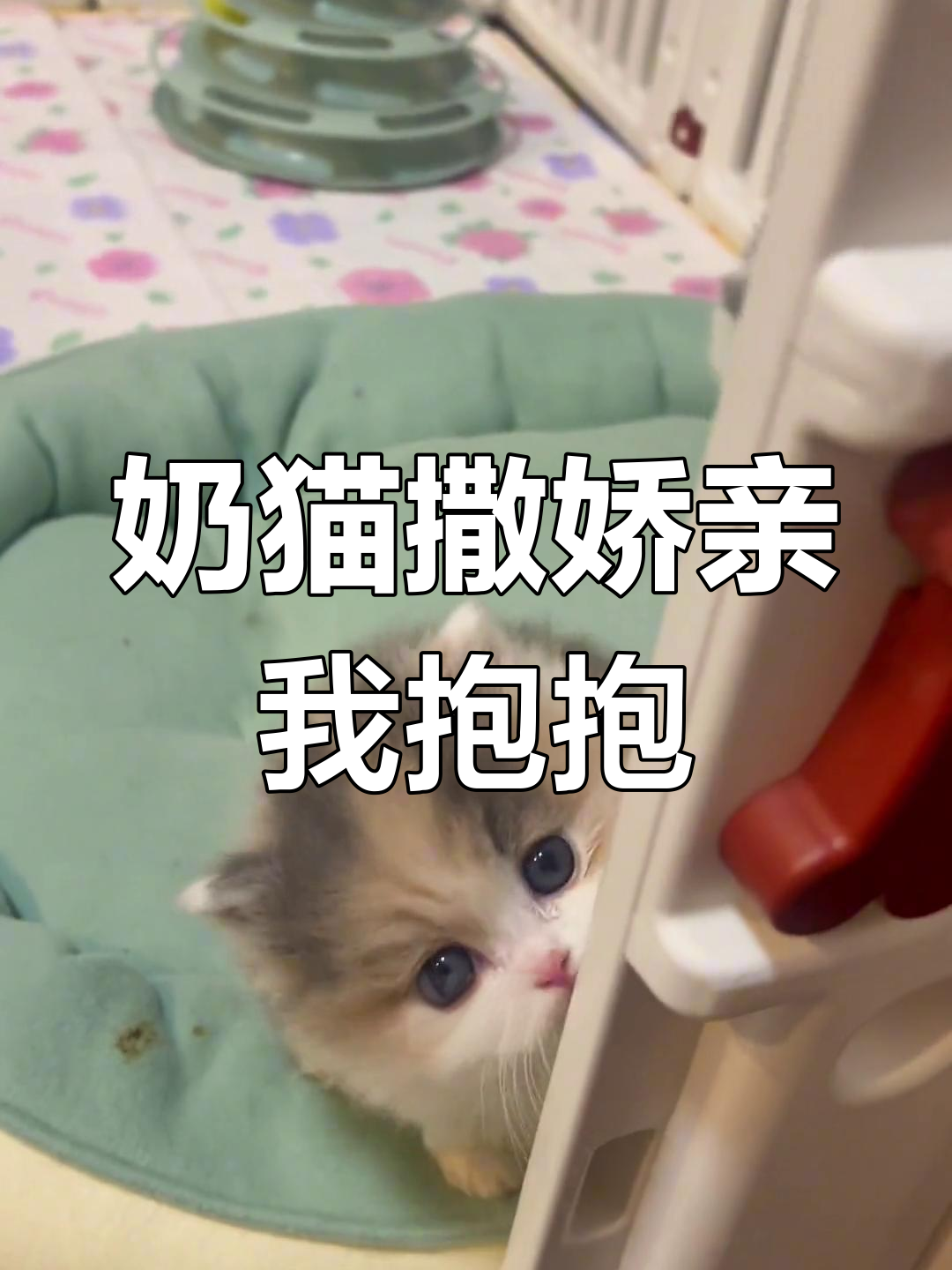 小奶猫撒娇求亲亲,萌态十足