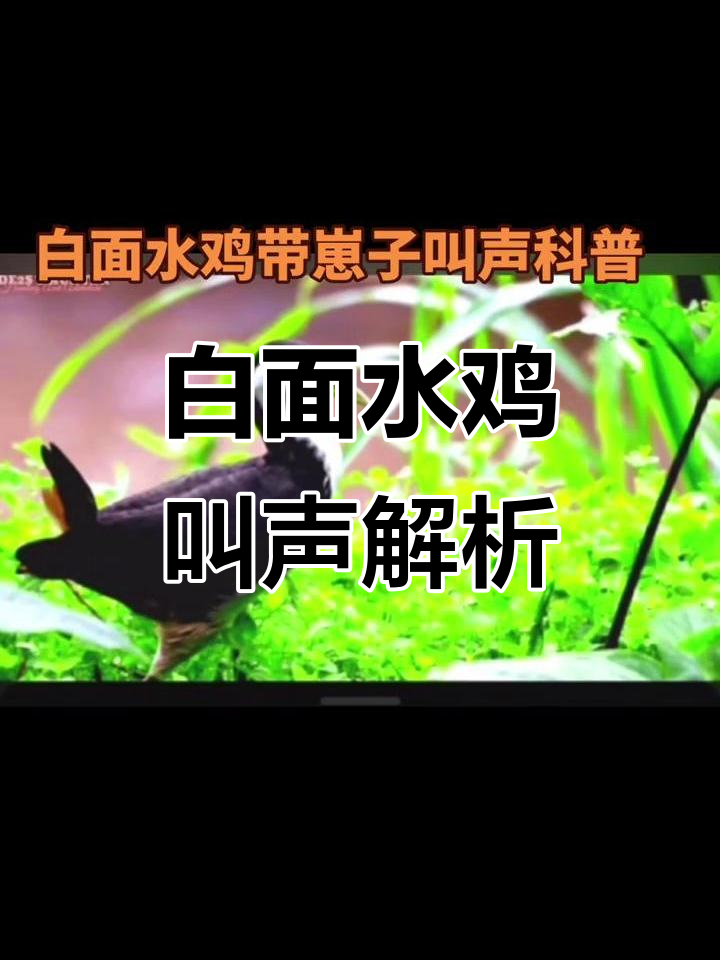 白面水鸡带崽叫声大揭秘,带你了解它们的亲子互动
