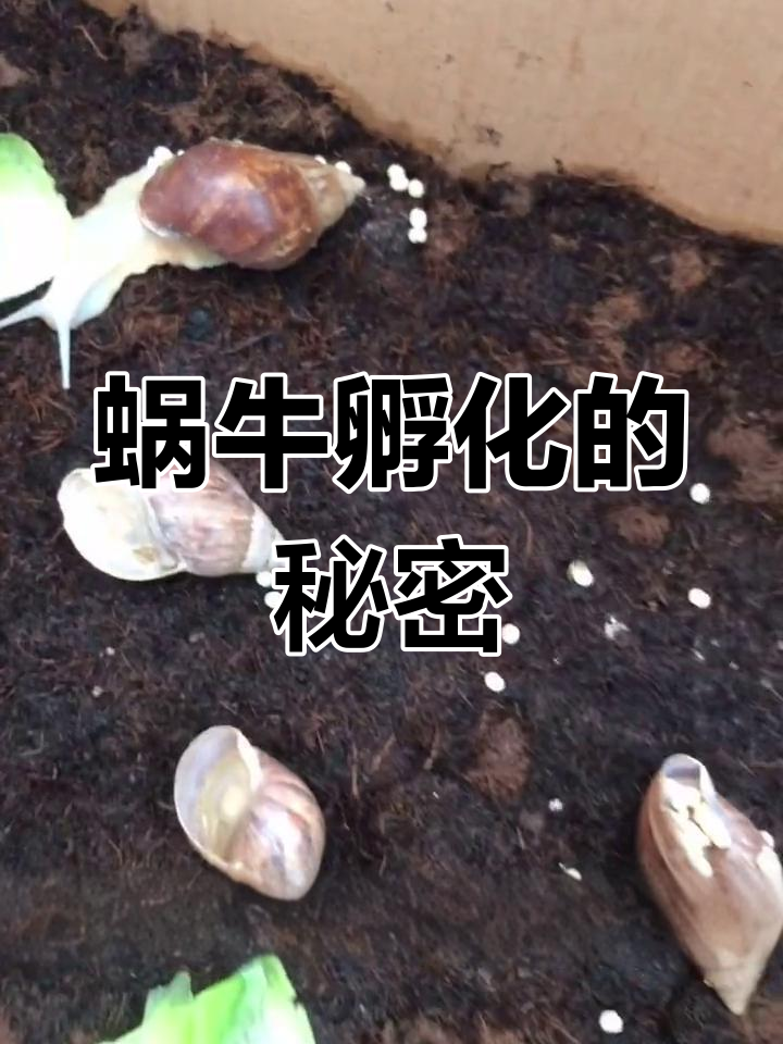 蜗牛冬眠后产卵,如何孵化?