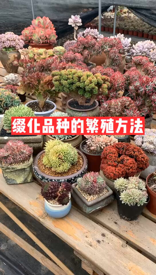 养肉指南:缀化品种如何繁殖