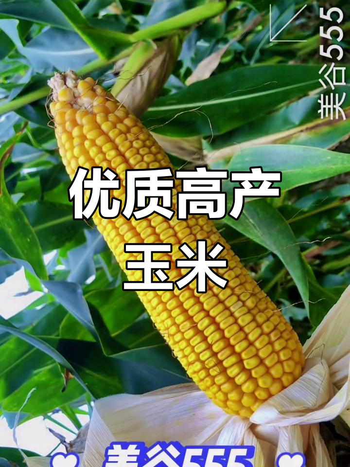 动力v8玉米种子图片