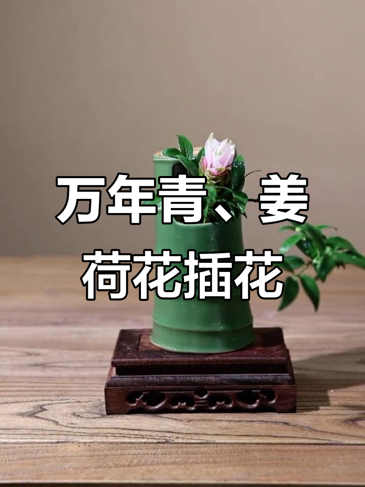 自由花:万年青与姜荷花的插花艺术,东方美学之美