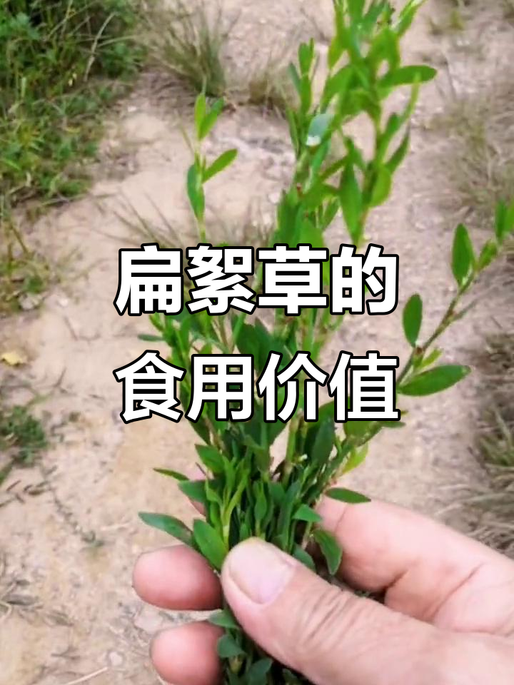 扁须草:一种可食用的野生植物,嫩茎叶凉拌炒制皆宜