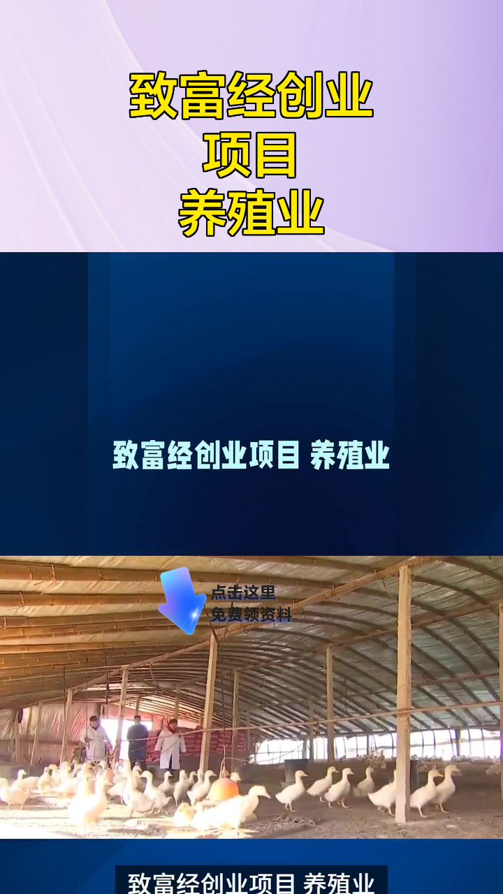 小型养殖致富项目简介(小型养殖致富项目简介怎么写)