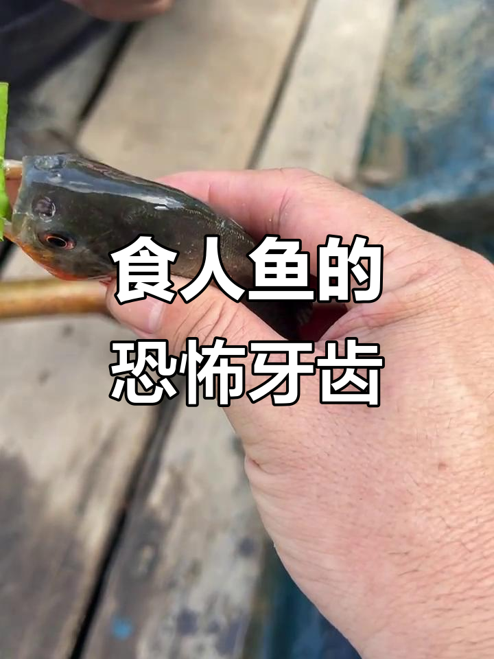 亚马逊食人鱼:牙齿锋利,真能吞人?