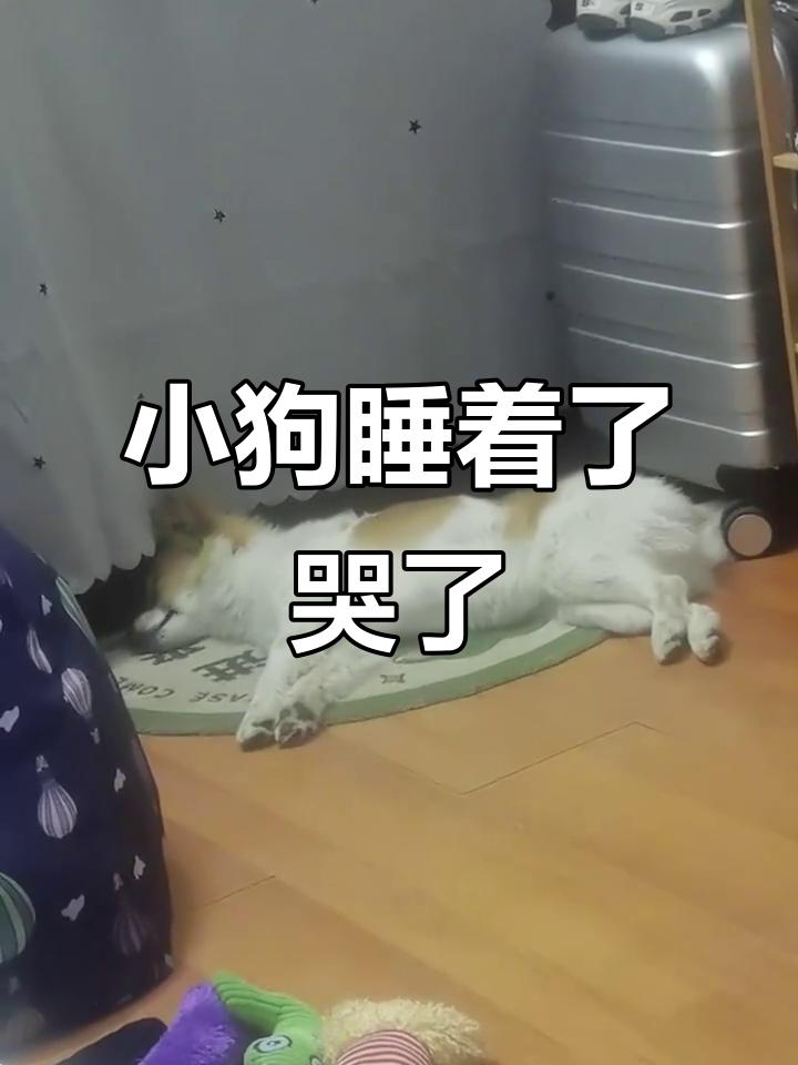 狗狗为什么哭