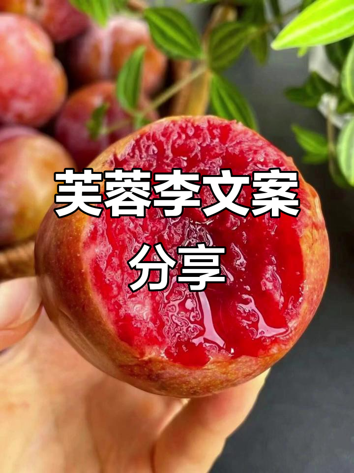 芙蓉李的独特魅力,让你无法抗拒
