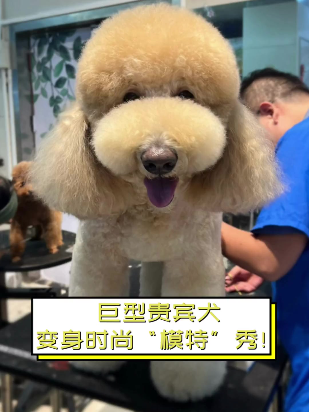 巨型贵宾犬,变身时尚"模特"秀!