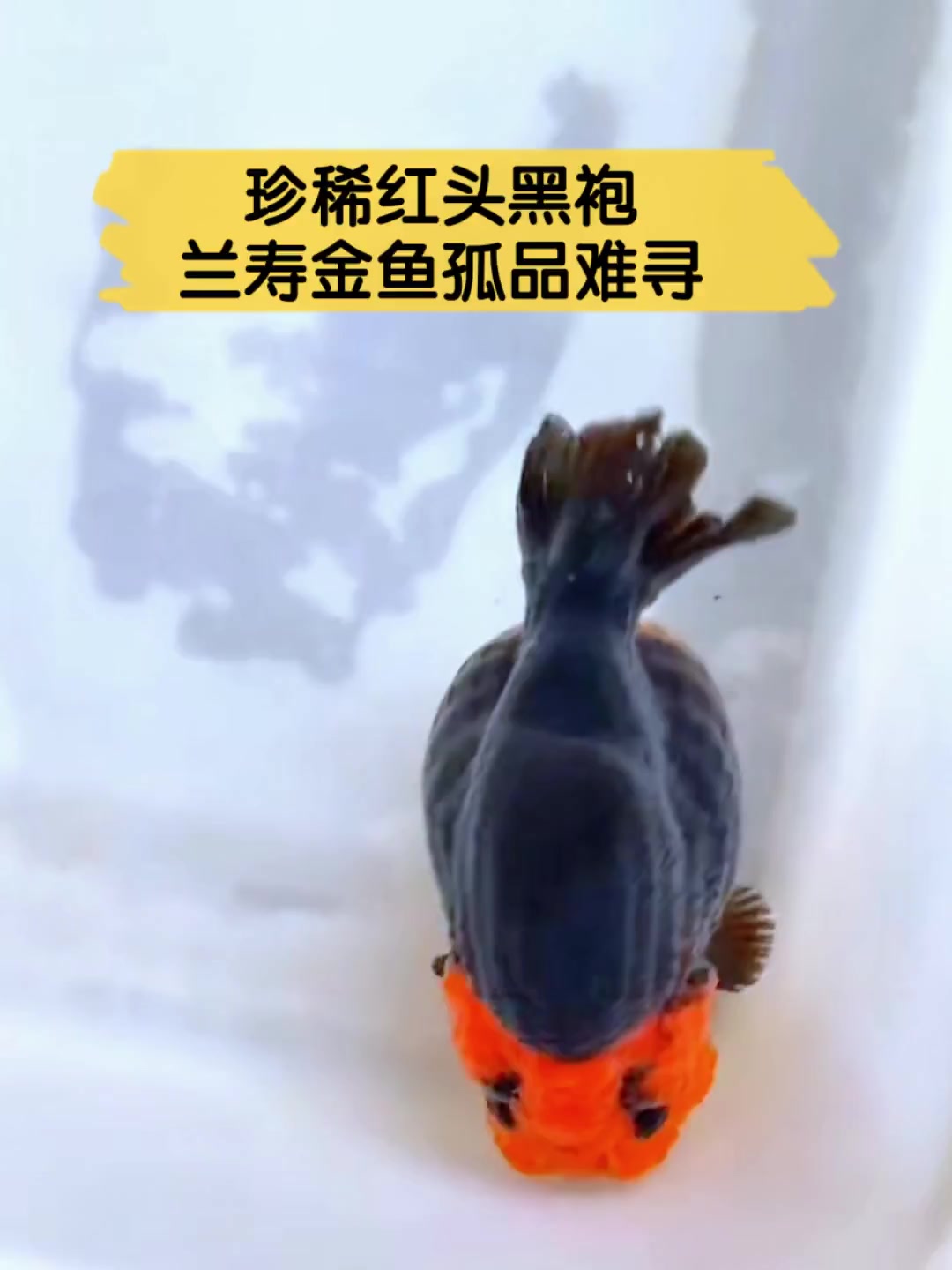珍稀红头黑袍,兰寿金鱼孤品难寻