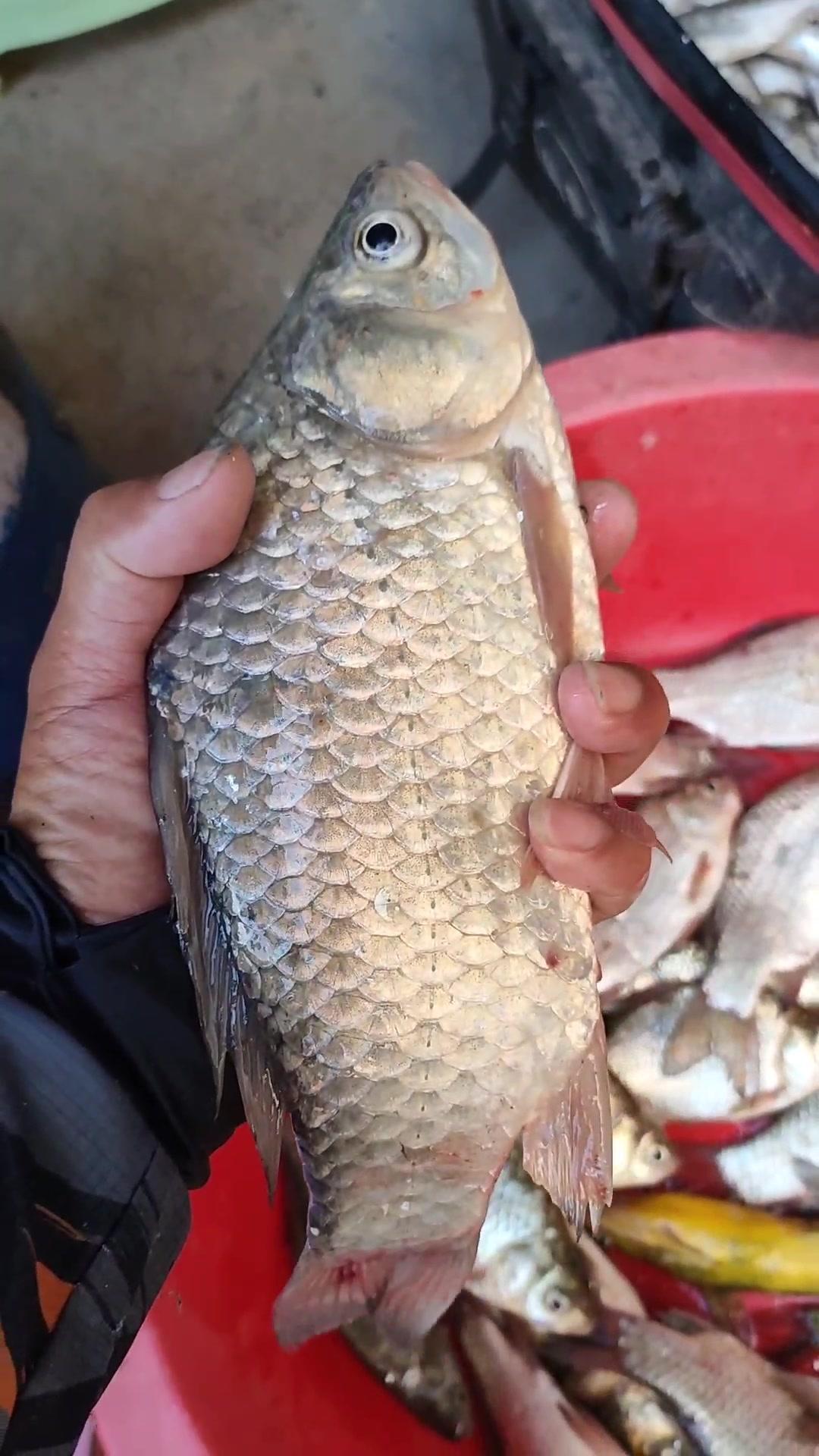 17号观桥水库一天20斤鱼获 钓鱼 野钓 钓鱼人 大板鲫 鲫鱼