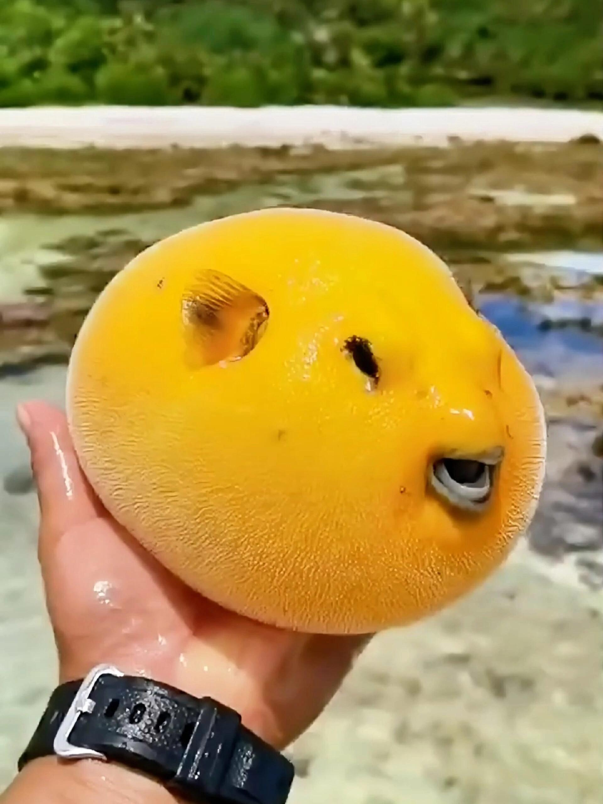 萌萌哒气泡鱼红嘴鱼卧沙蟹很忙