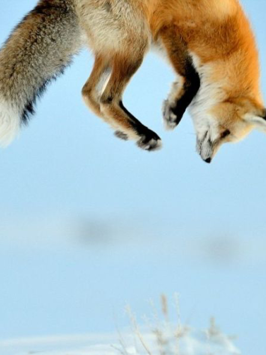 狐狸在雪地里的捕食绝技,就是有点费头